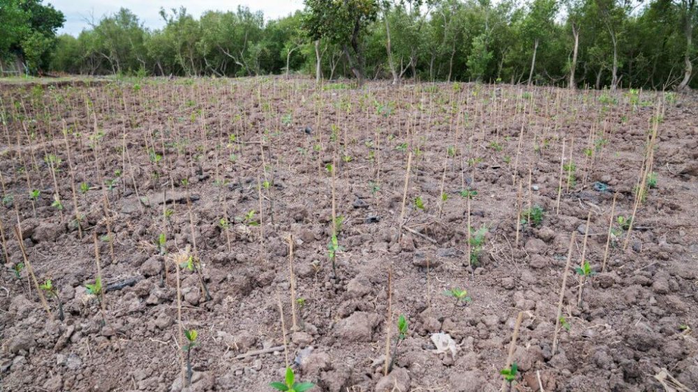MSC organized volunteer forest planting activities at The Recreation and Convalescence Centre at Bangpu